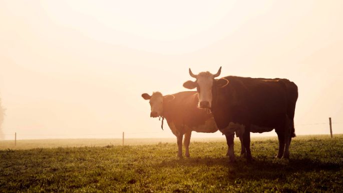 Zwei Kühe auf der Weide
